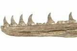 Fossil Mosasaur (Platecarpus) Lower Jaw w/ Teeth - Kansas #207899-5